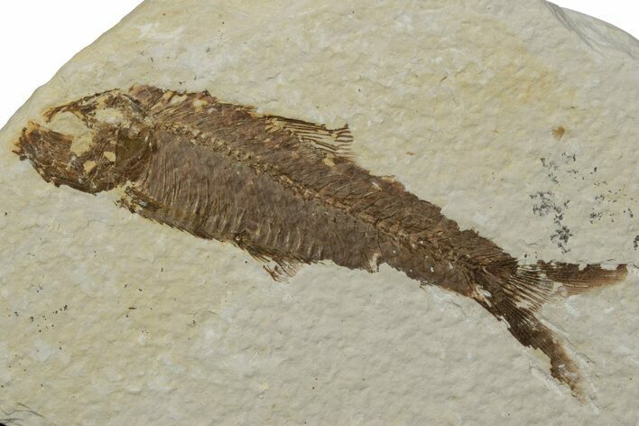 Fossil Fish (Knightia) - Green River Formation #237247